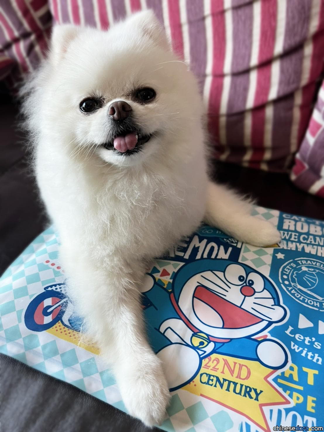 [台灣] 哆啦A夢生活雜貨5/4全台7-ELEVEN 精彩預購登場！商品細節帶你看！