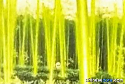 光竹／發光竹（ビッカリダケ）